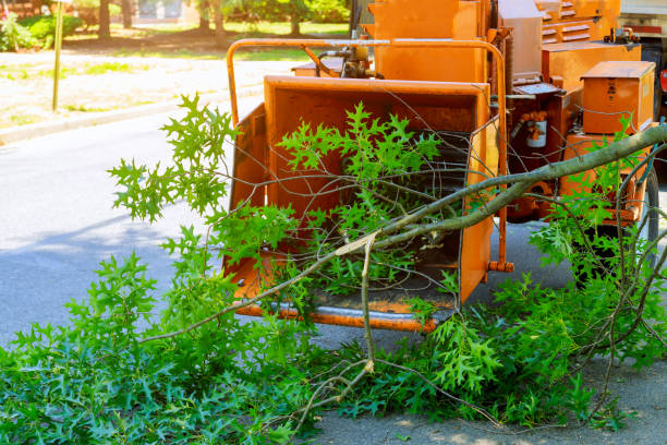 Best Tree Disease Treatment  in Mford, IL