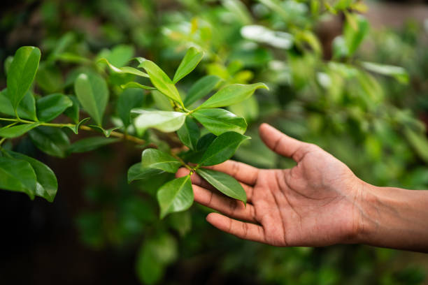 How Our Tree Care Process Works  in  Milford, IL